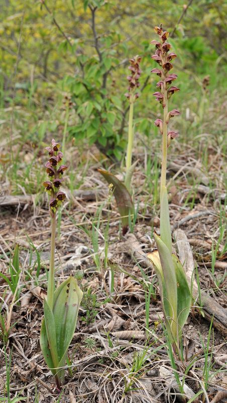 Steveniella satyrioides