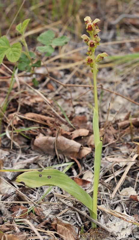 Steveniella satyrioides