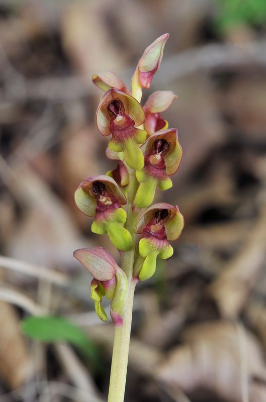 Steveniella satyrioides. Closer.