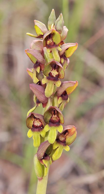 Steveniella satyrioides. Closer.