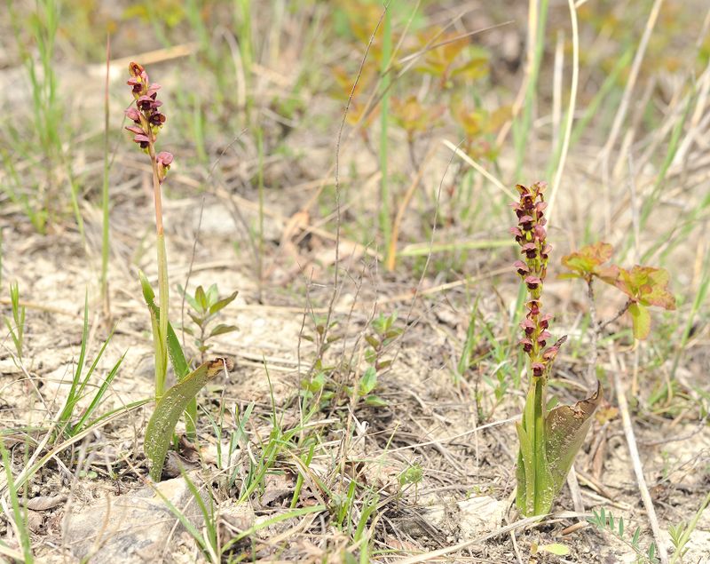 Steveniella satyrioides