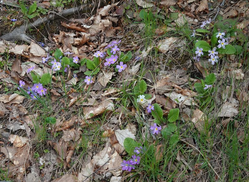 Primula vulgaris subsp. rubra.1.jpg