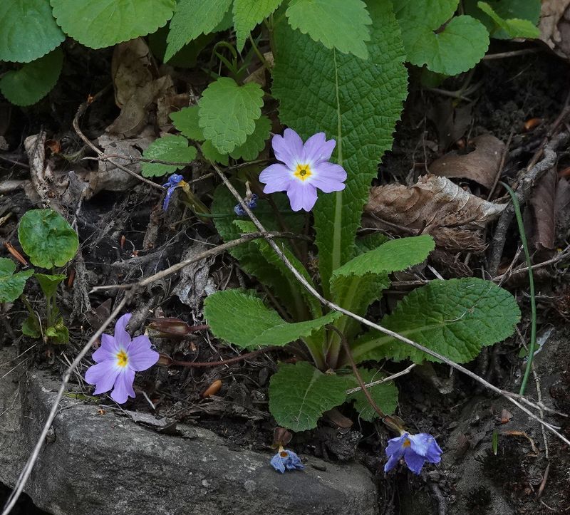 Primula vulgaris subsp. rubra.jpg