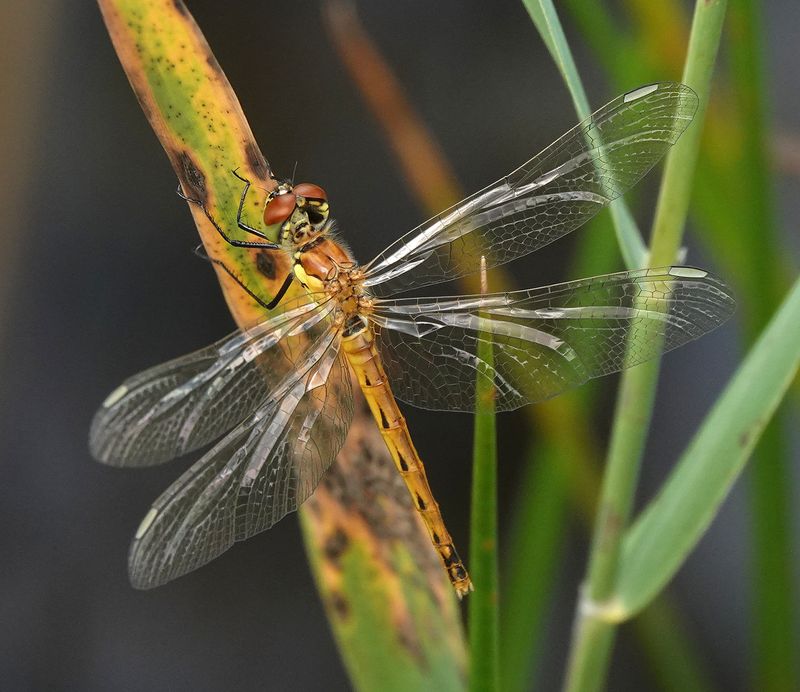 Sympetrum depressiusculum.jpg