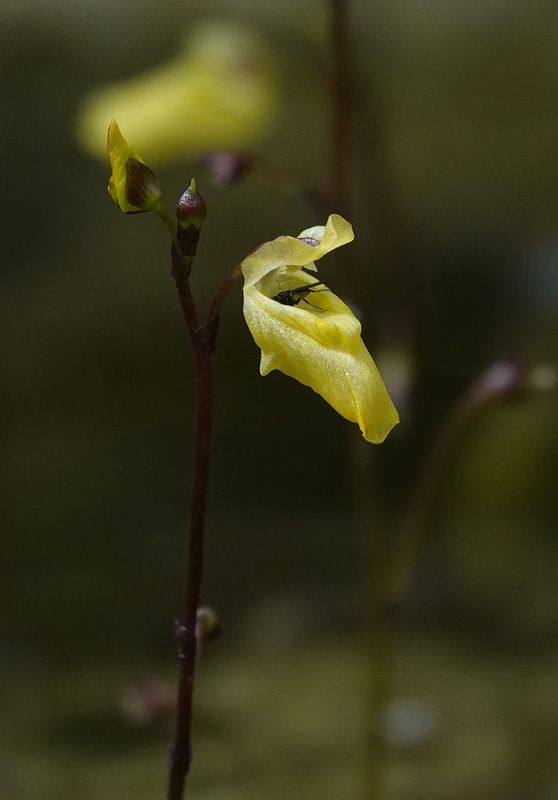 Utricularia minor. Close-up.jpg