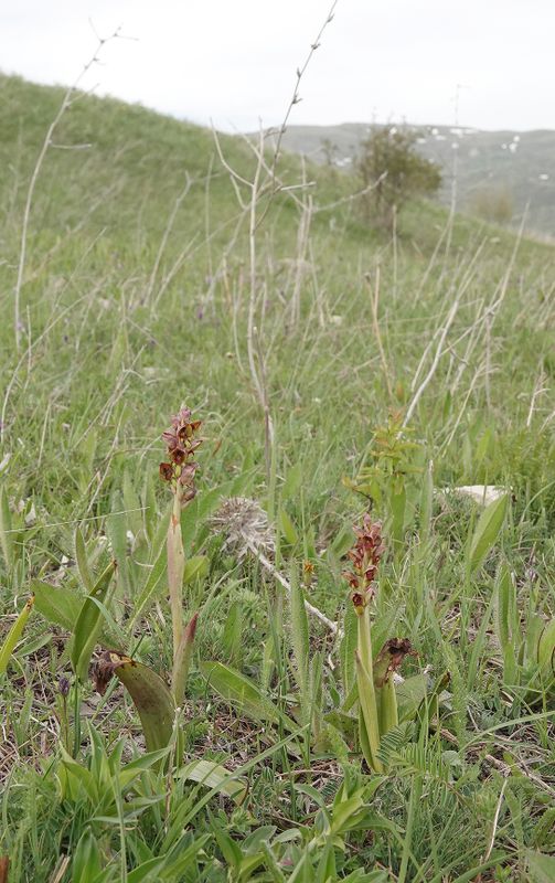 Steveniella satyrioides.1.jpg