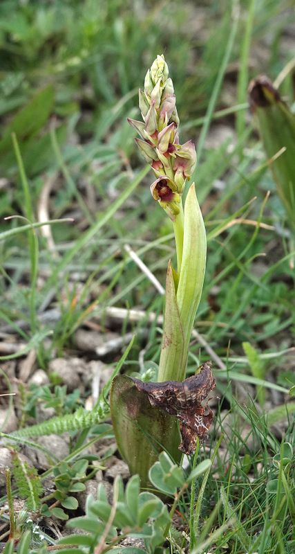 Steveniella satyrioides.2.jpg