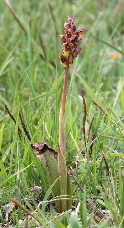 Steveniella satyrioides.7.jpg