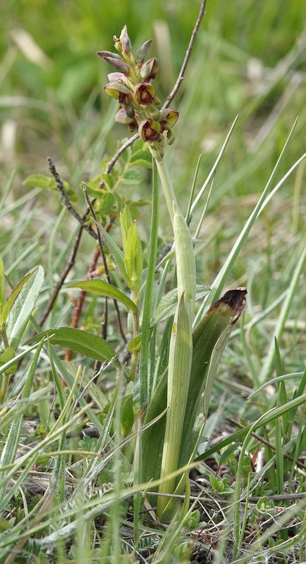 Steveniella satyrioides.jpg