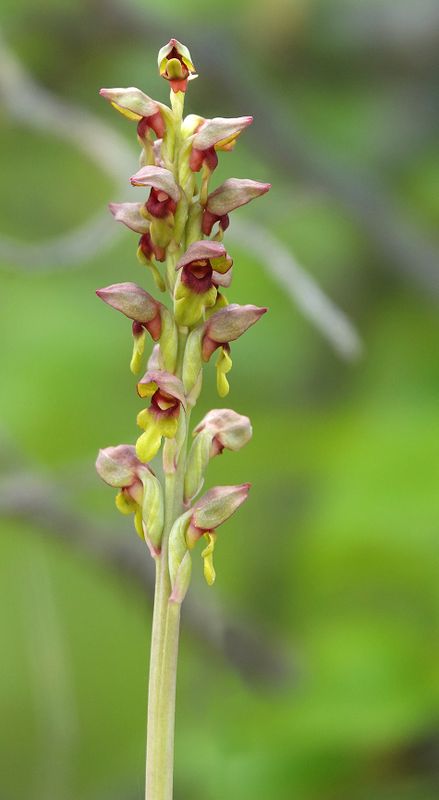 Steveniella satyrioides. Closer.2.jpg