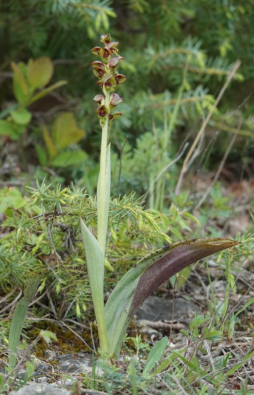 Steveniella satyrioides.3.jpg