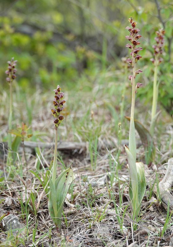 Steveniella satyrioides.jpg