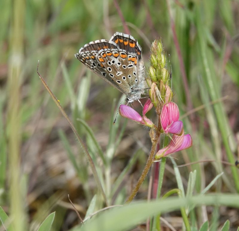 Aricia agestis.2.jpg
