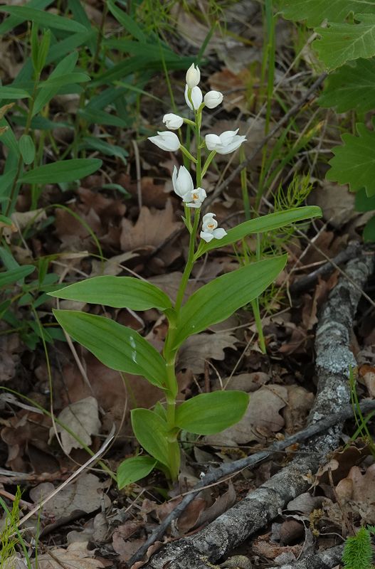 Cephalanthera sp. 3.jpg