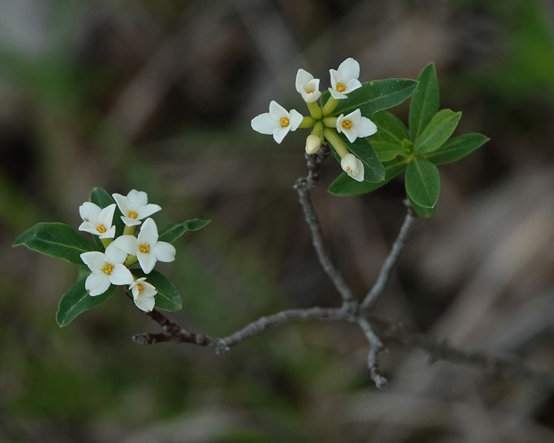 Daphne caucasica. 2.jpg
