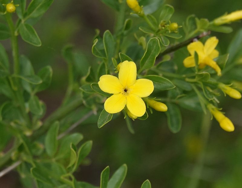 Chrysojasminum fruticans. Close-up.jpg