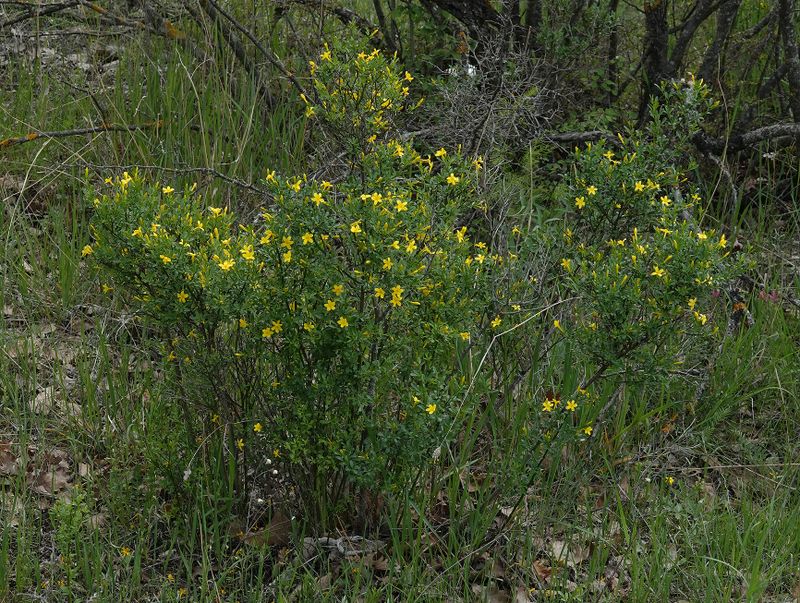 Jasminum sp.2.jpg