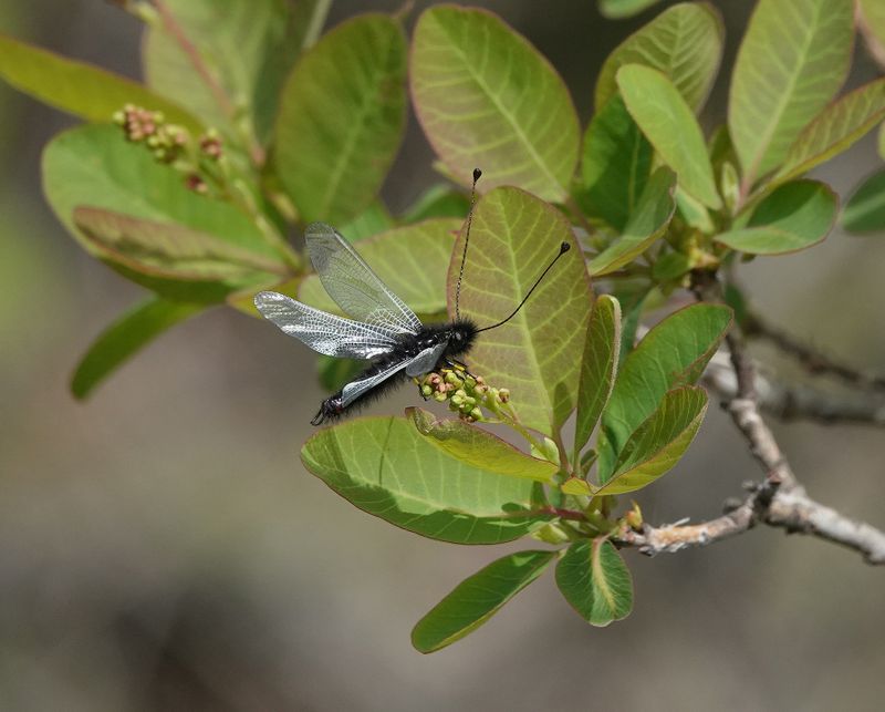 Libelloides ustulatus.jpg