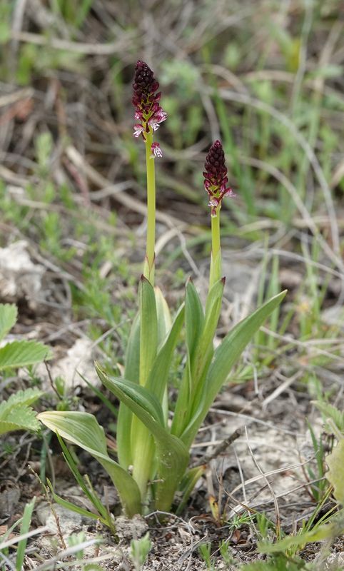 Neotinea ustulata.jpg