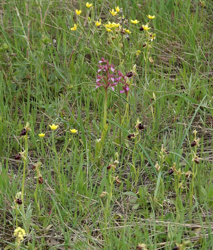 Orchids in field.jpg