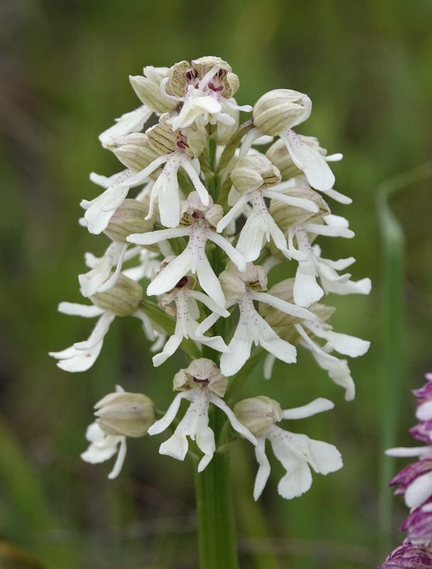 Orchis purpurea subsp. caucasica. White form. Closer.jpg