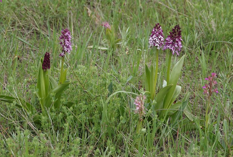 Orchis purpurea subsp. caucasica.4.jpg
