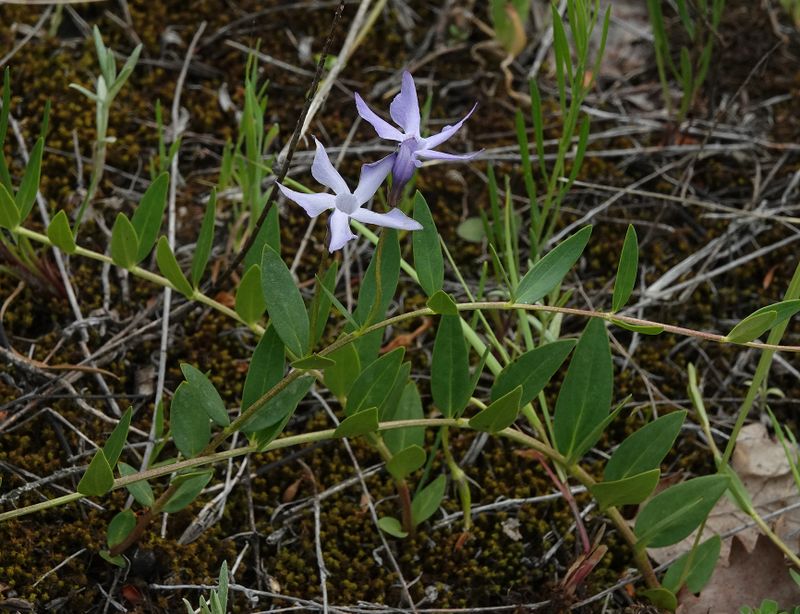 Vinca herbacea.2.jpg