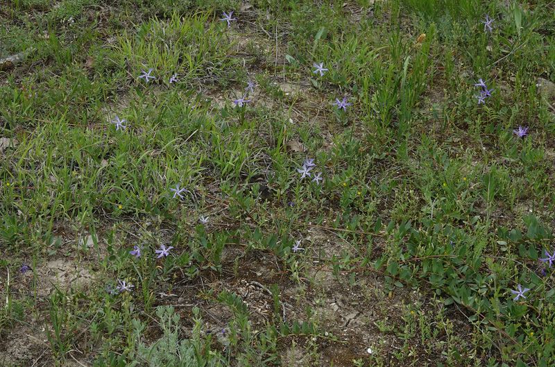 Vinca herbacea.3.jpg