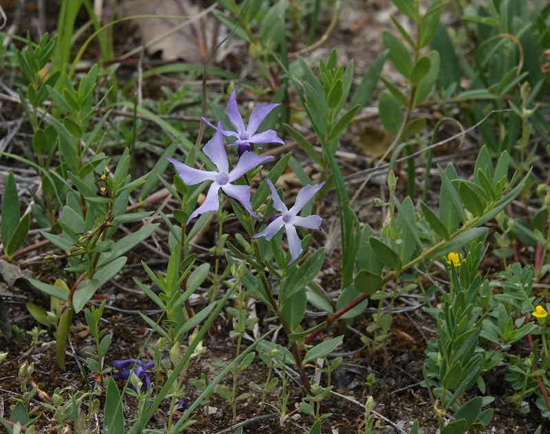 Vinca herbacea.4.jpg