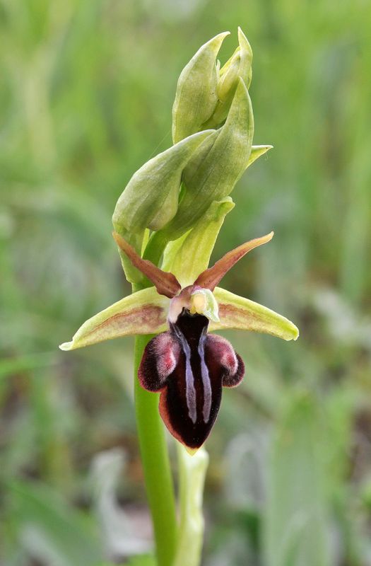 Ophrys sphegodes subsp. taurica. Closer.3.jpg