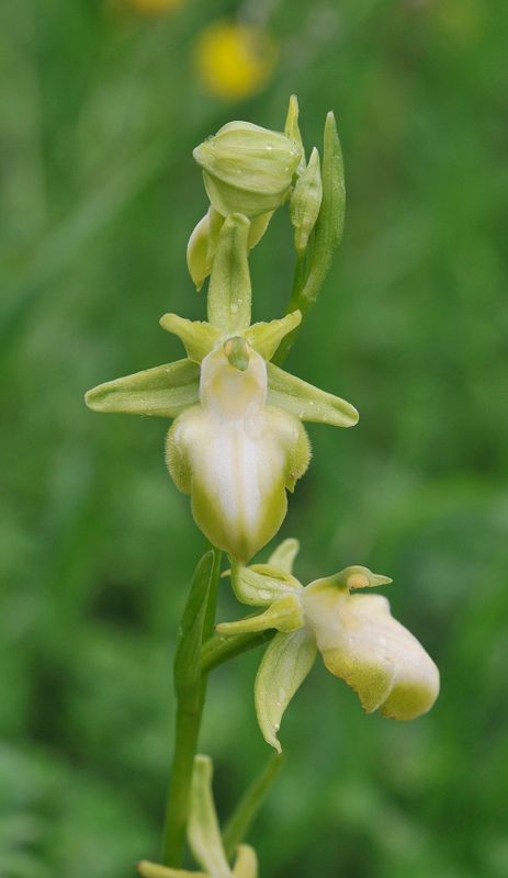 Ophrys sphegodes subsp. taurica. Hypochrome. Closer.jpg