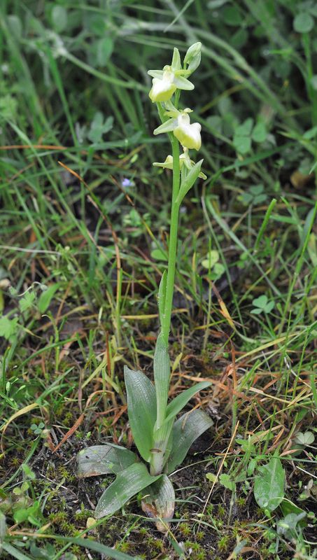 Ophrys sphegodes subsp. taurica. Hypochrome.1.jpg