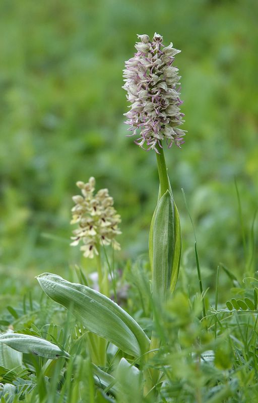 Orchis adenocheila x simia.jpg