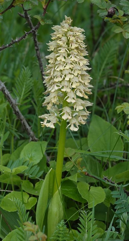 Orchis adenocheila. Closer.6.jpg