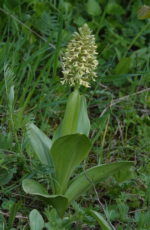 Orchis adenocheila.4.jpg