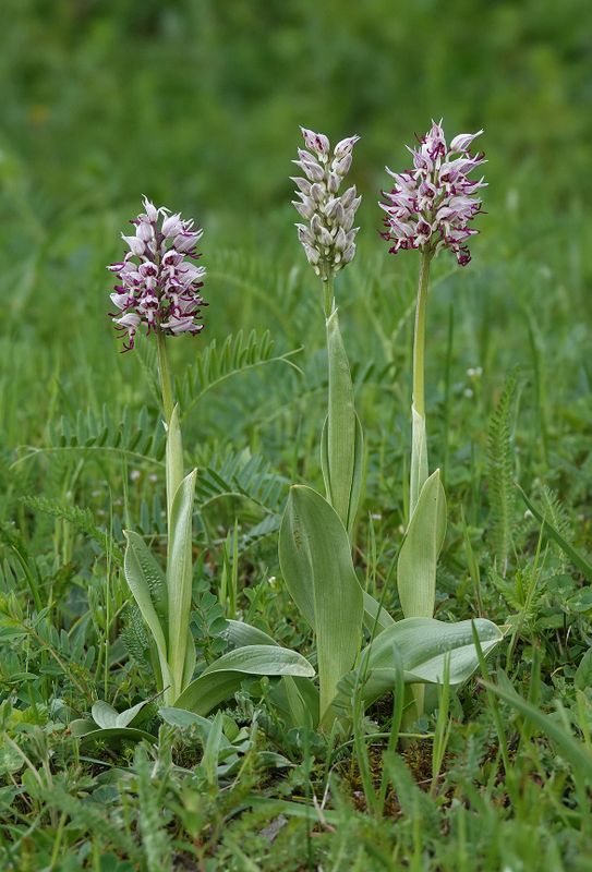 Orchis simia.jpg