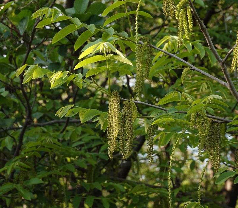Pterocarya fraxinifolia.jpg