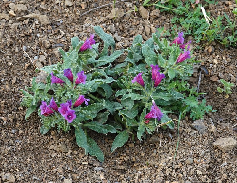 Echium amoenum.3.jpg