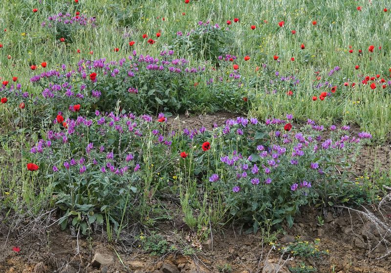 Echium amoenum.5.jpg