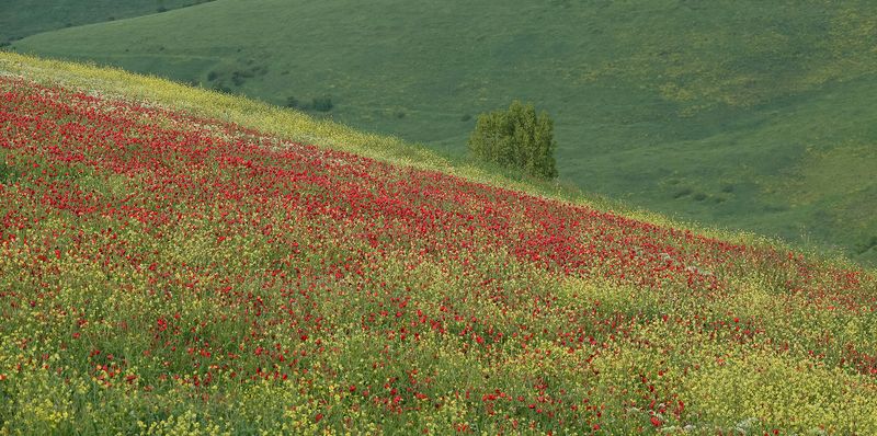 flower field.2.jpg