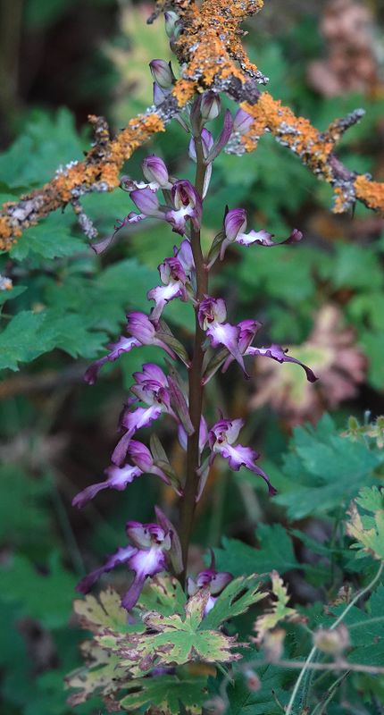 Himantoglossum formosum. Closer.5.jpg