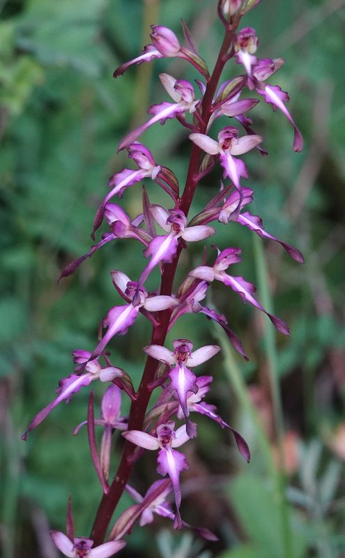 Himantoglossum formosum. Closer.7.jpg