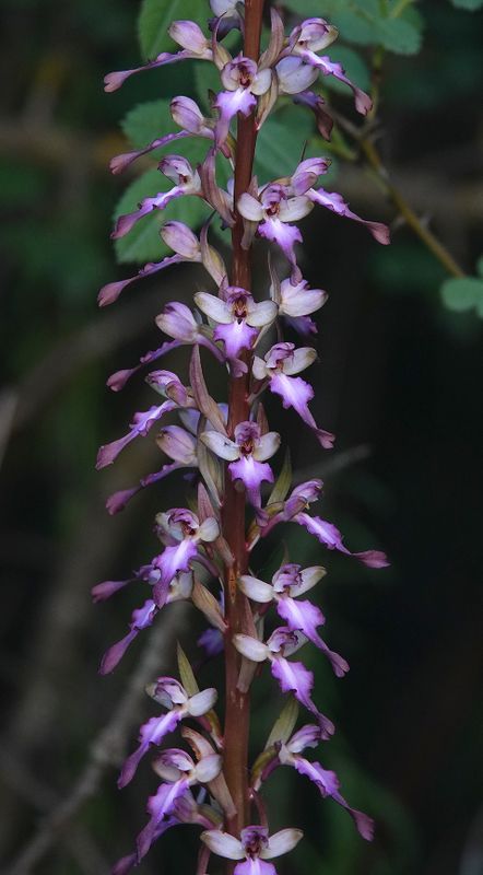 Himantoglossum formosum. Closer.8.jpg