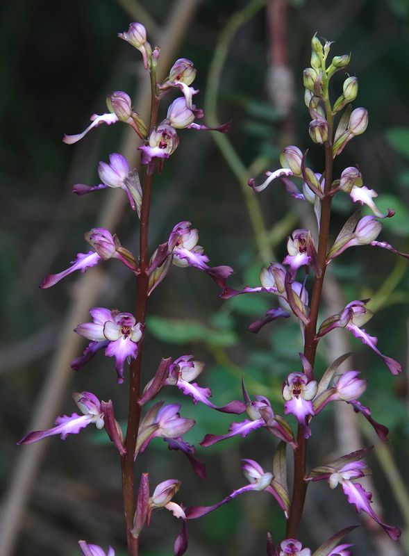 Himantoglossum formosum. Closer.9.jpg