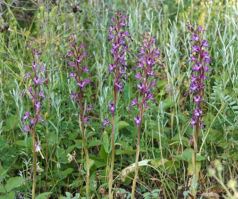 Himantoglossum formosum. Five on a row.jpg