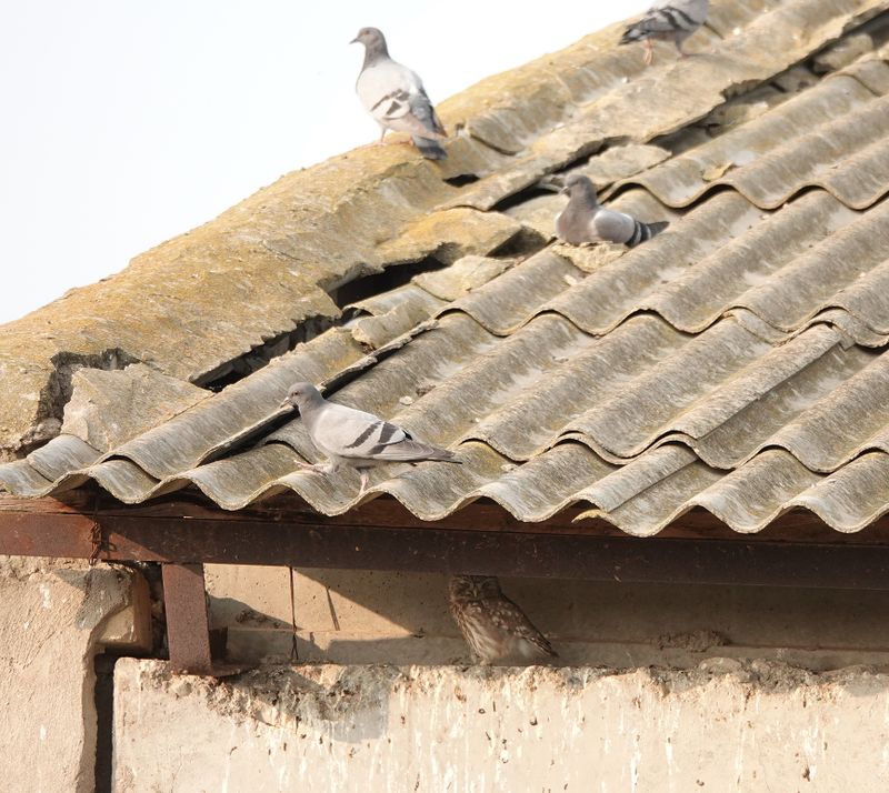 Athene noctua bactriana.3 .jpg