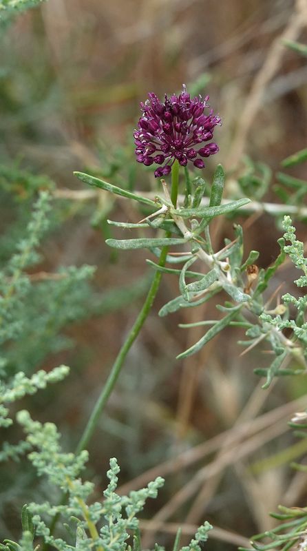 Allium atroviolaceum. Closer.jpg