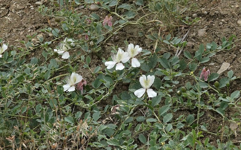 Capparis spinosa var. herbacea.4.jpg
