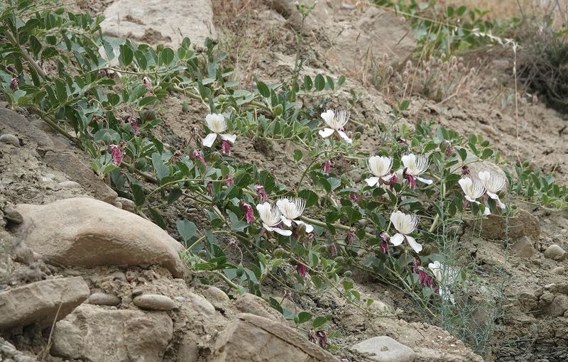 Capparis spinosa var. herbacea.6.jpg