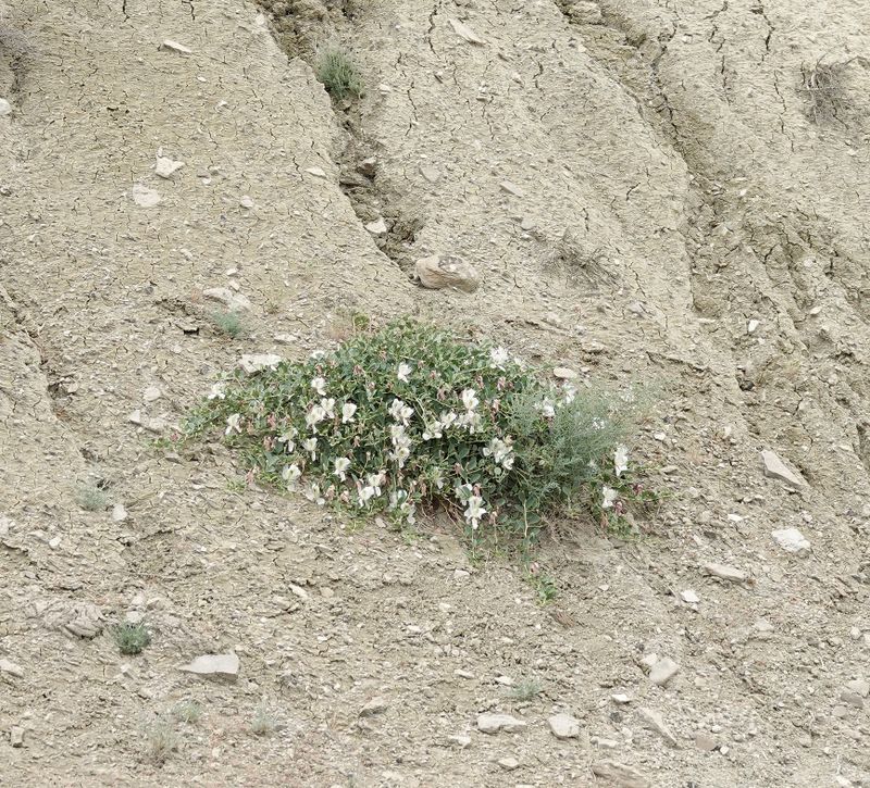 Capparis spinosa var. herbacea.10.jpg